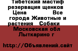 Тибетский мастиф резервация щенков › Цена ­ 100 000 - Все города Животные и растения » Собаки   . Московская обл.,Лыткарино г.